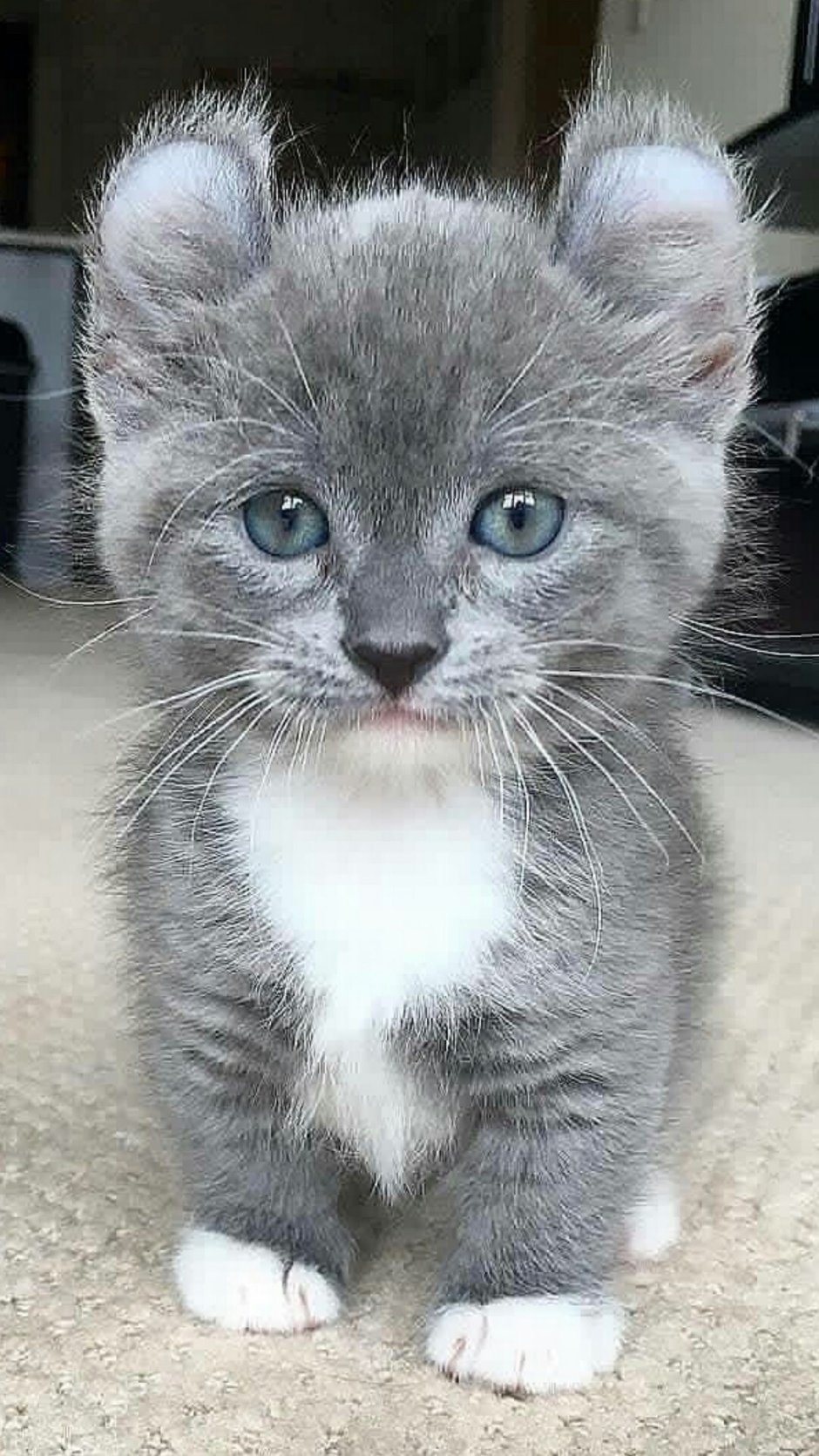 Манчкин серый котенок