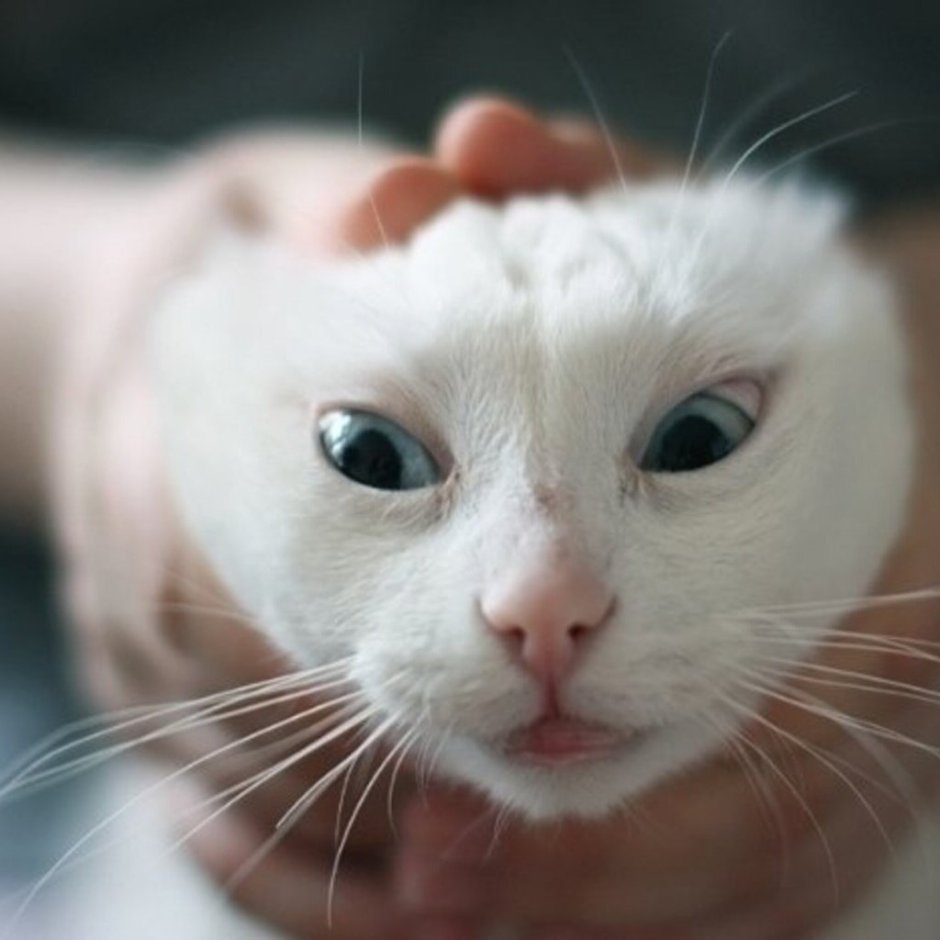Натянутая морда кота