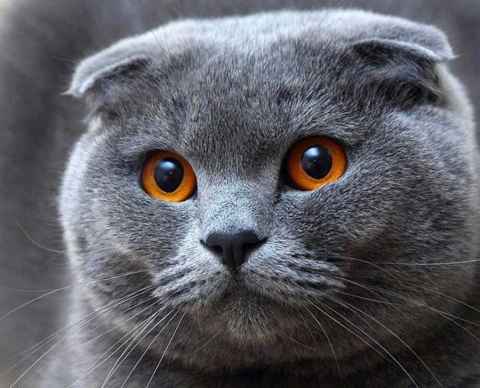 Ушки котика