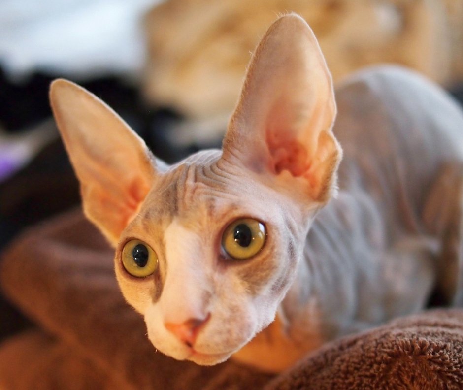 Донской сфинкс кошка