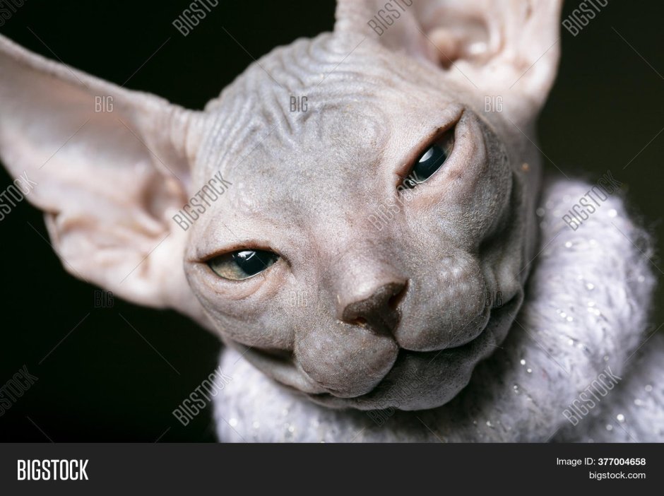 Сфинкс кошка альбинос