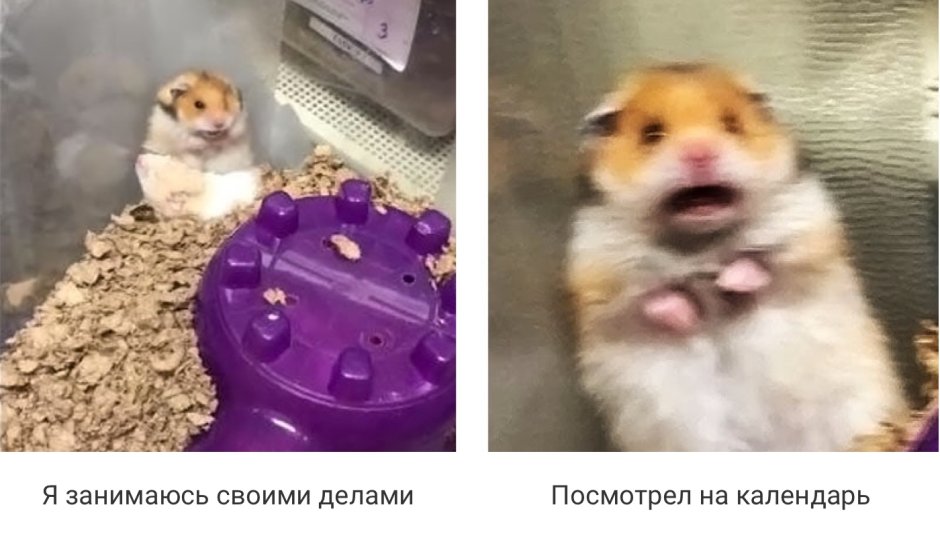 Вымышленные хомяки
