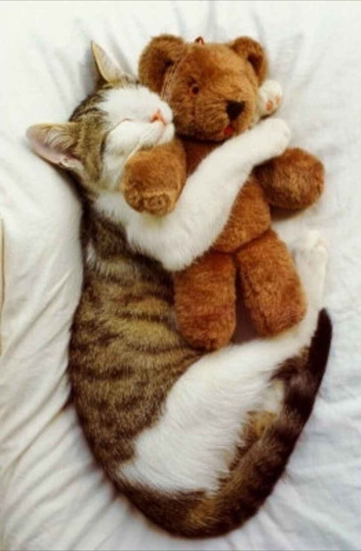 Котики спят в обнимку