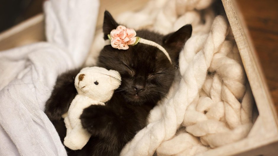 Милые кошечки