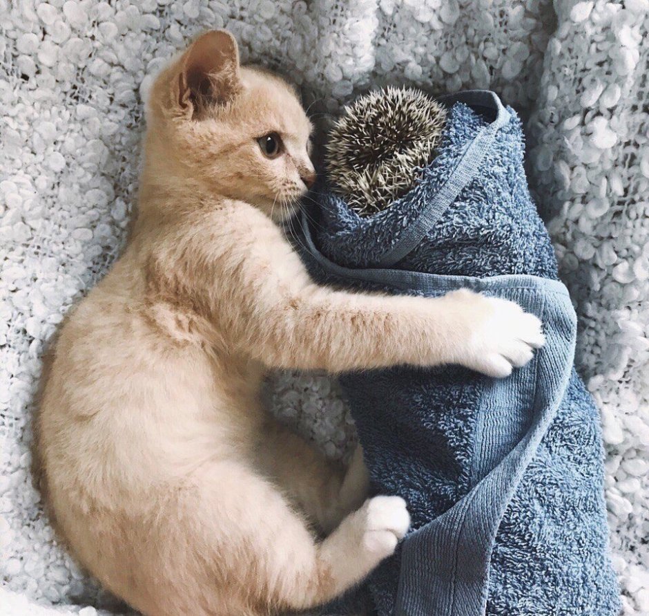 Ежик обнимает