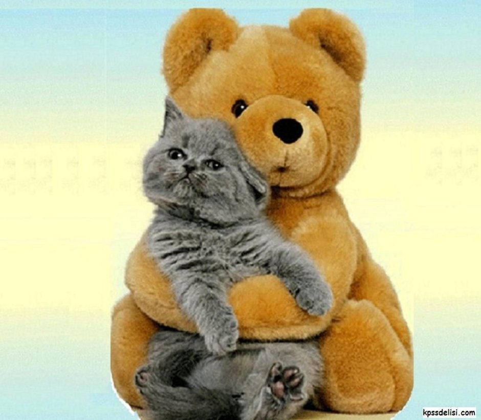 Котик целует медведя