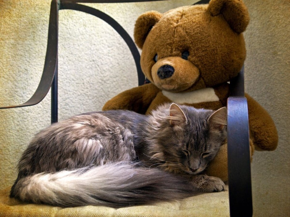 Котик с мишкой