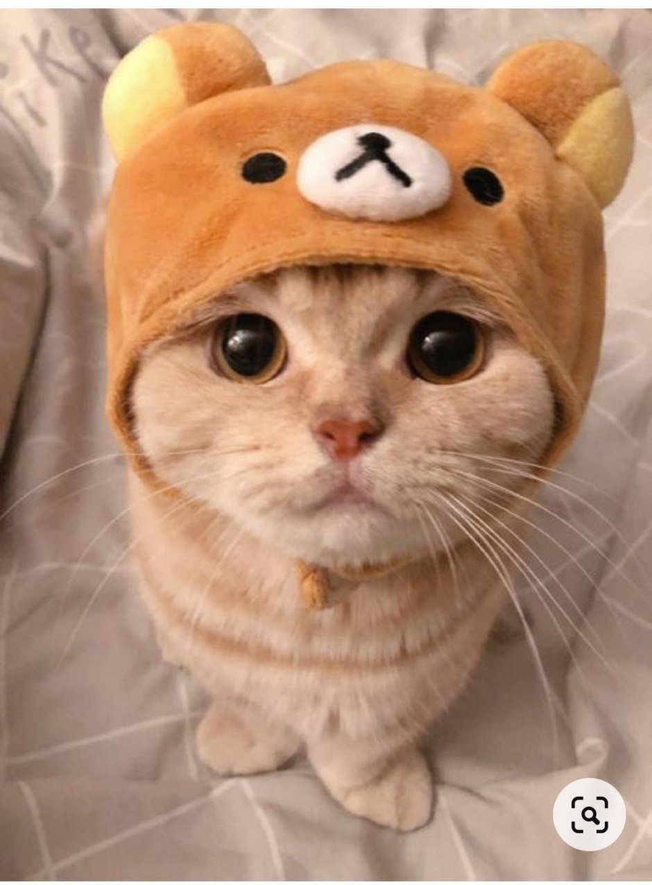 Котенок в шапочке