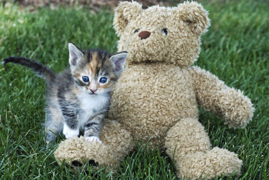 Котенок с игрушечным медвежонком