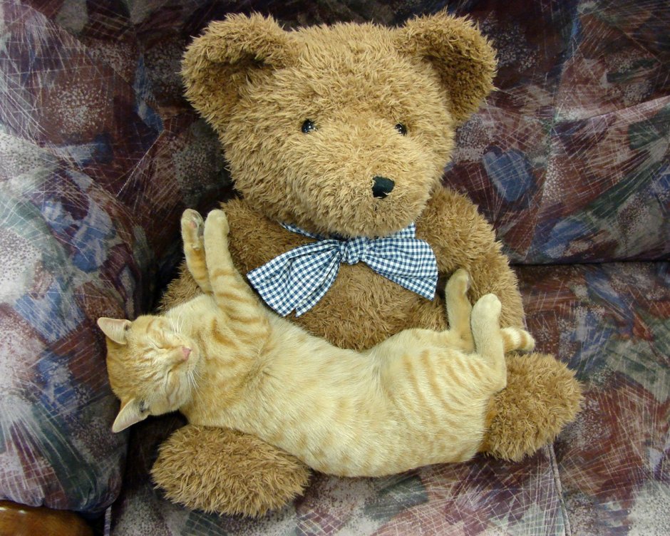 Кот и Медвежонок