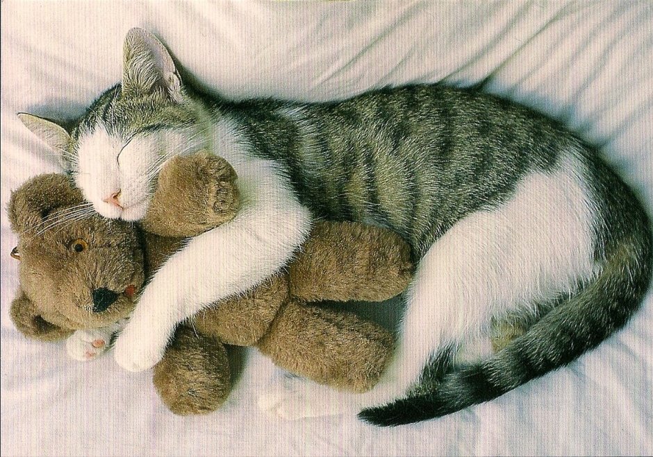 Животные спят в обнимку