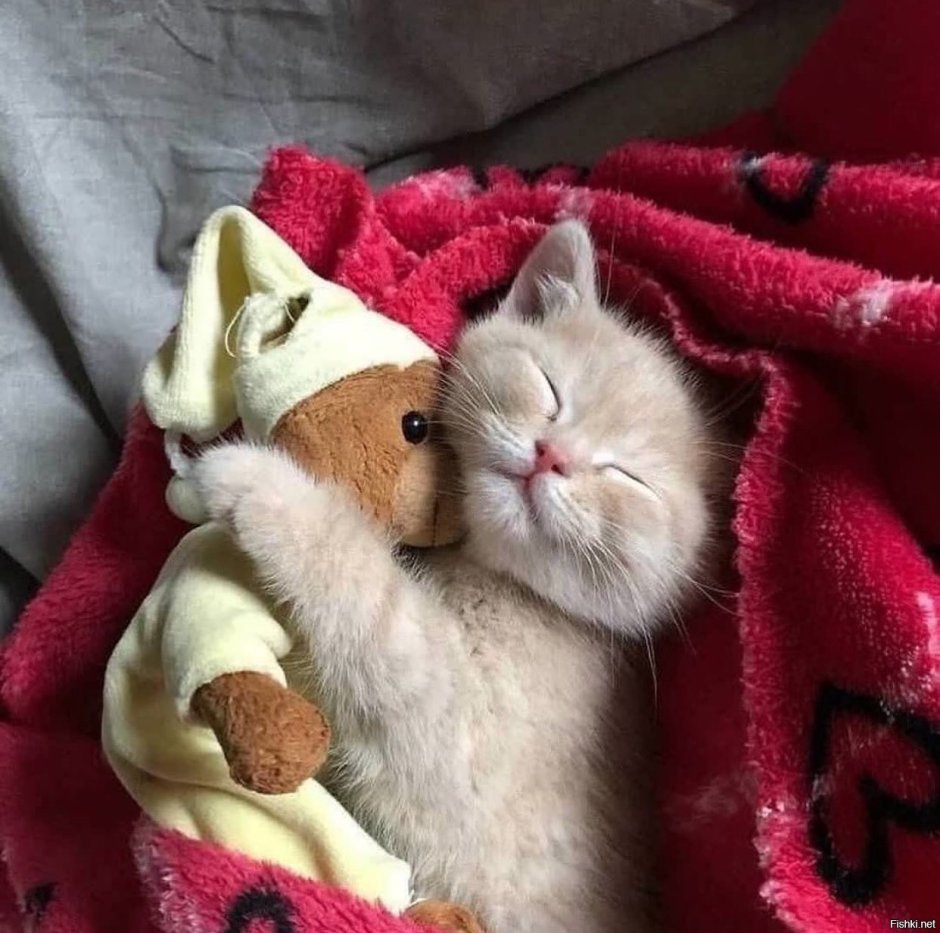 Спокойной ночи котик