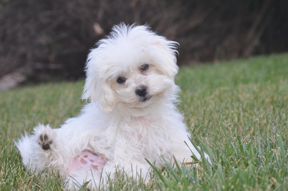 Bichon Frise Puppy