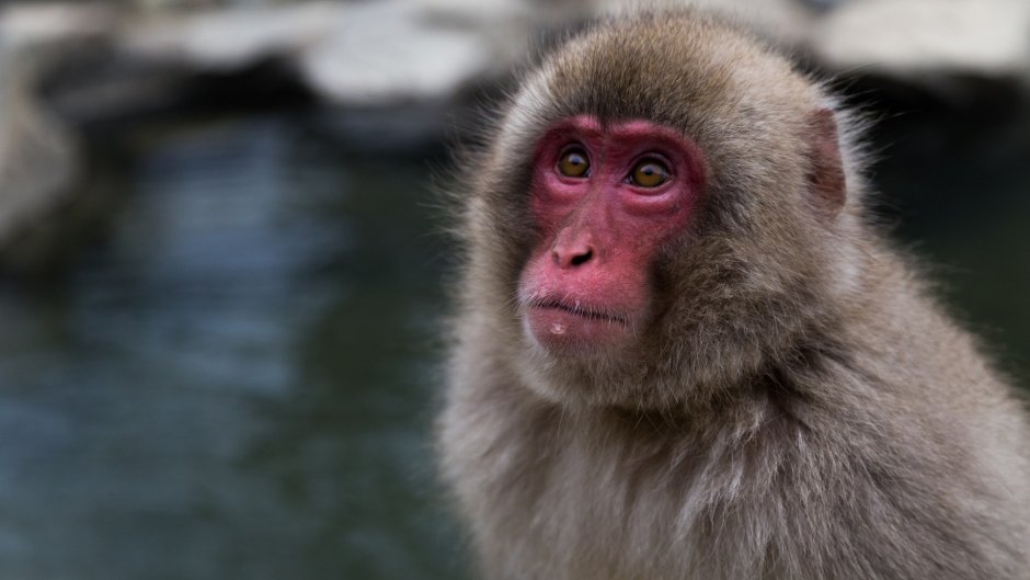 Rhesus Monkey