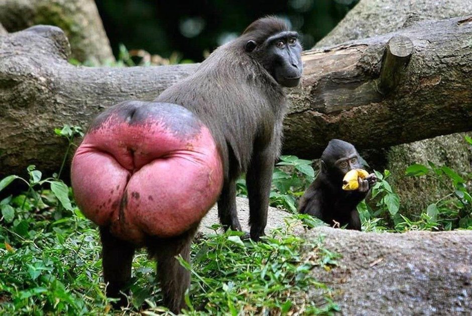 Macaca mulatta