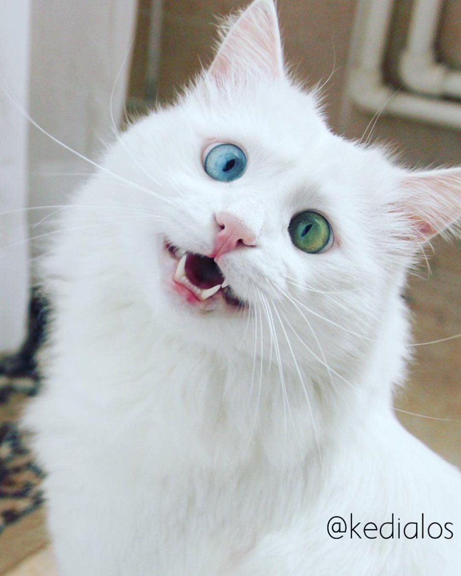 Смешной белый кот