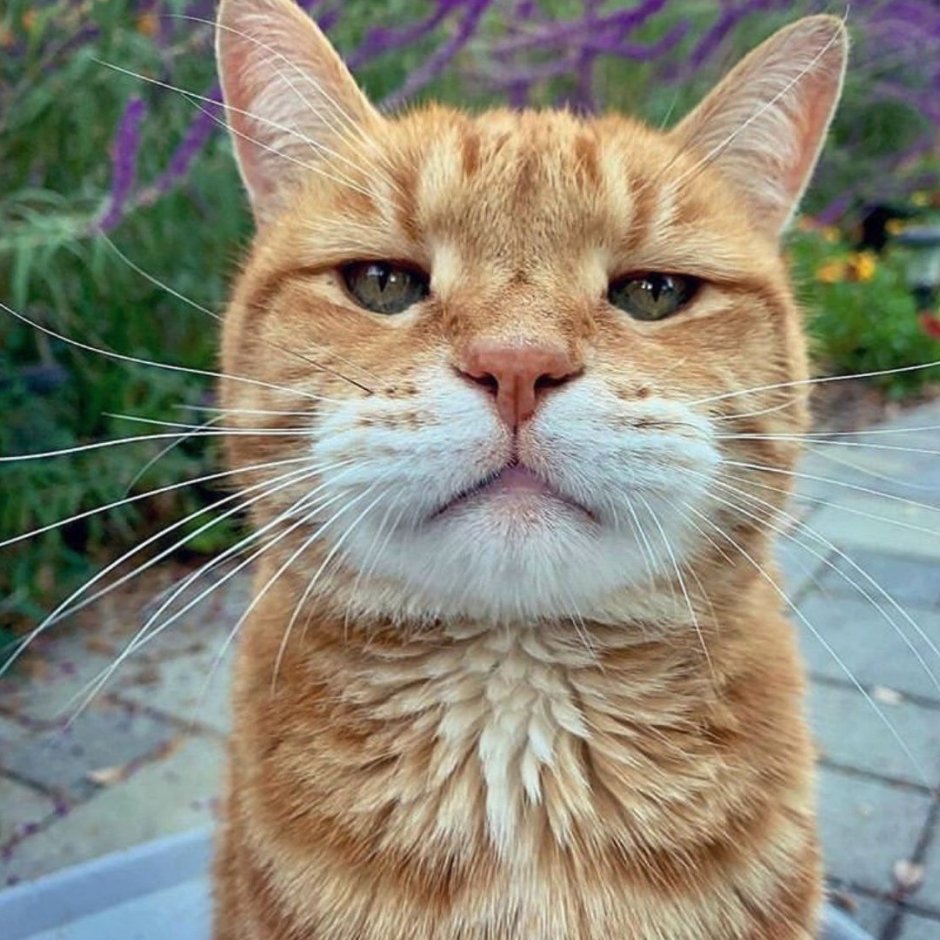 Кошачье лицо