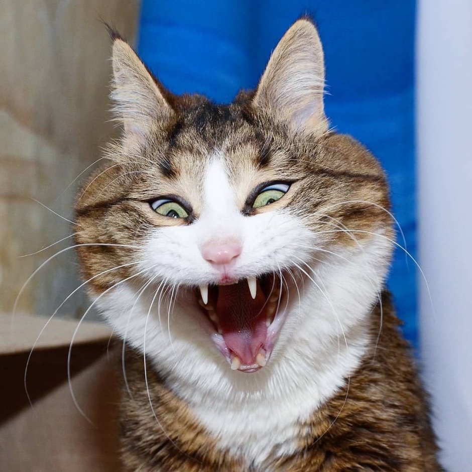 Смешная морда кота