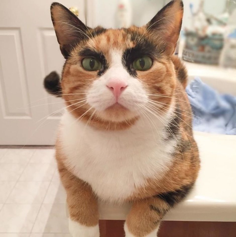 Котик с бровями