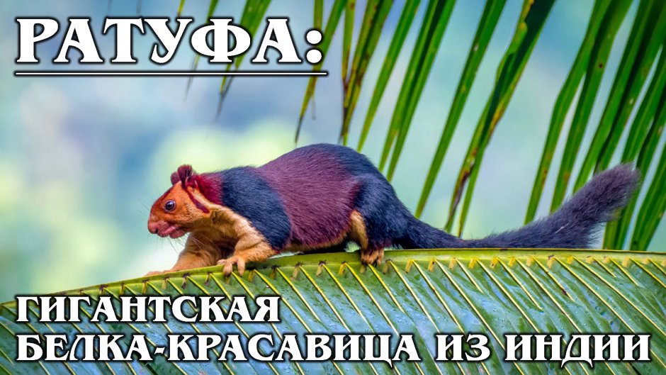 Ратуфа рисунок карандашом