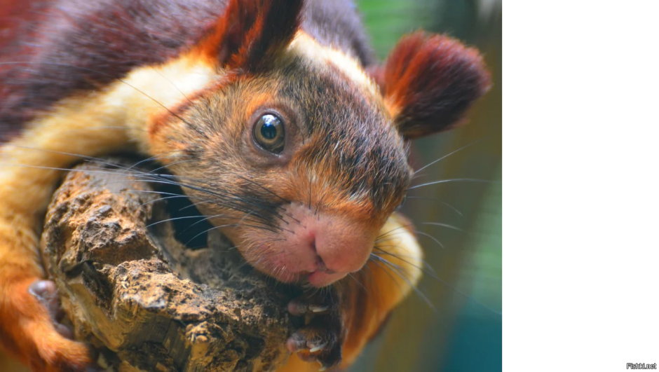 Sciurus VARIEGATOIDES