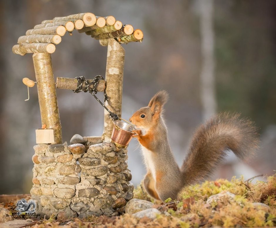Gray Squirrel