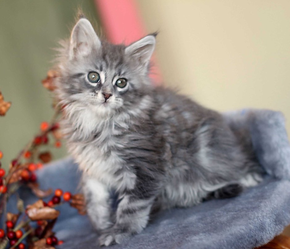 Котенок 1 месяц серого Мейн куна
