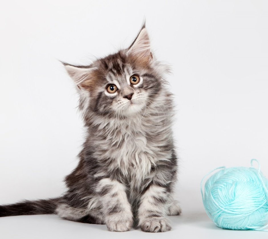 Коты Мейн кун котята карие