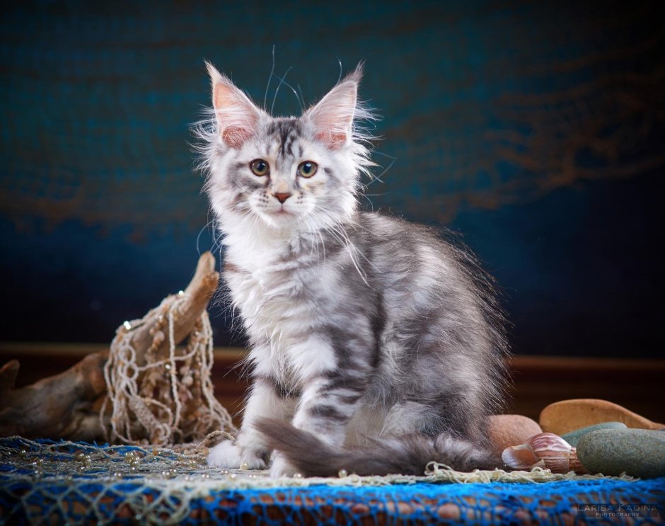 Мейн кун короткошерстный