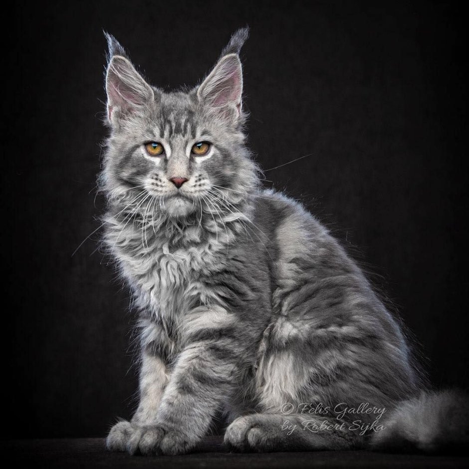 Мейн кун серая кошка