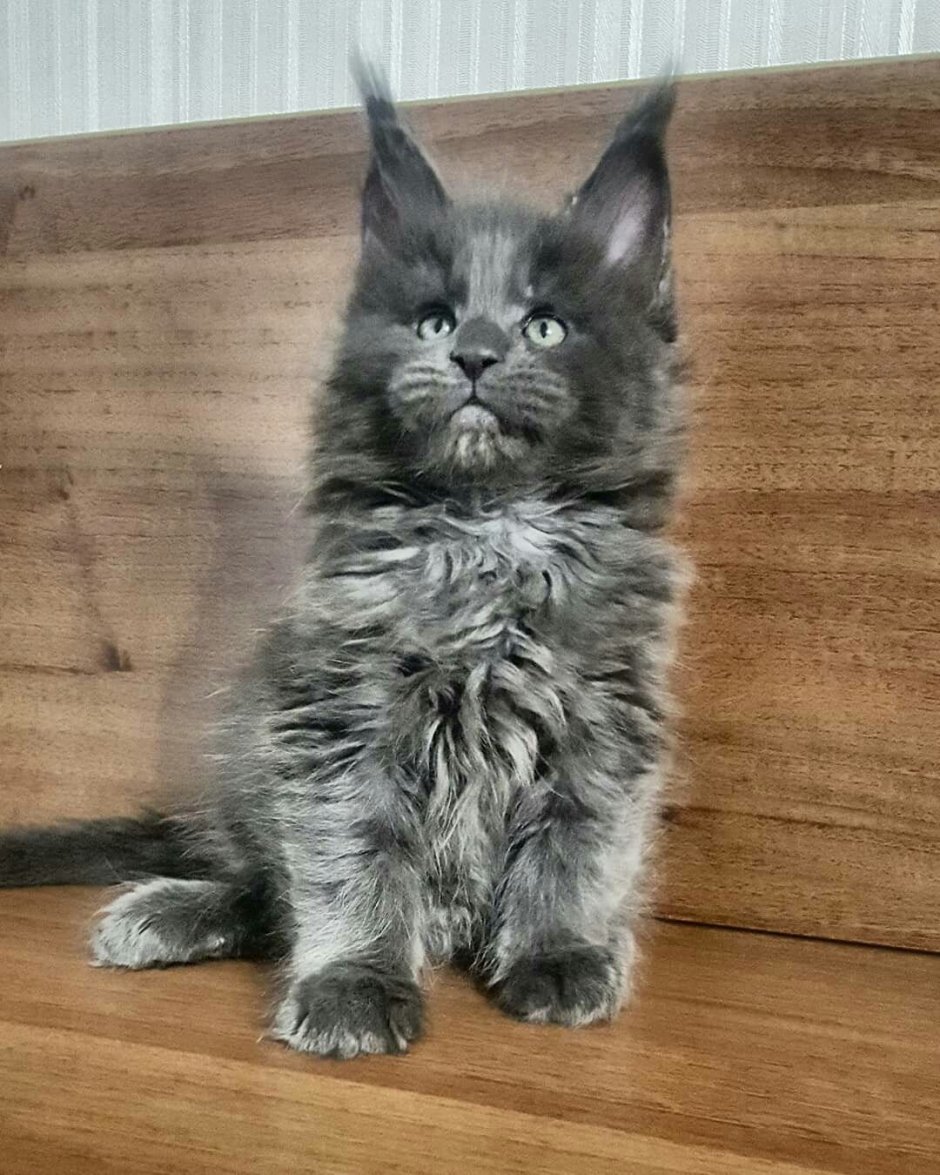 Котята Мейн куна серые
