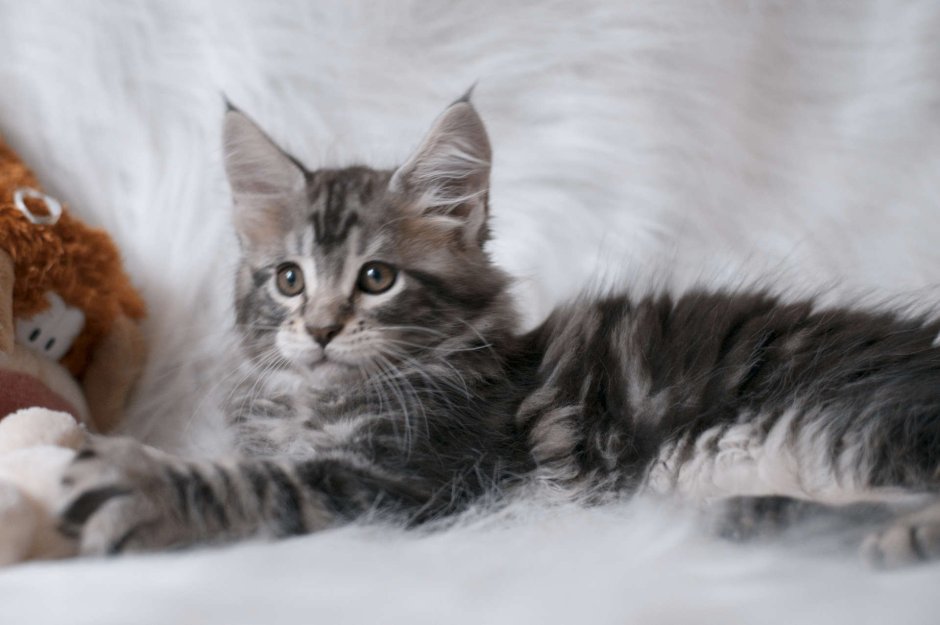 Серый Мейн кун котенок