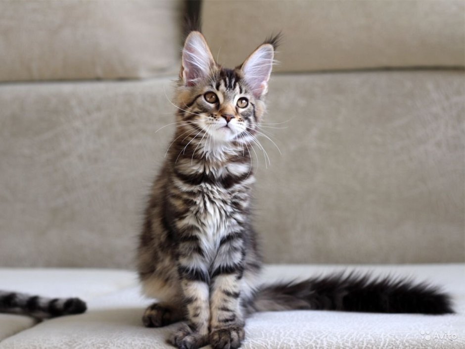 Maine Coon Kitten