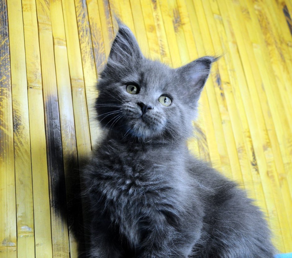 Мейн кун котенок девочка