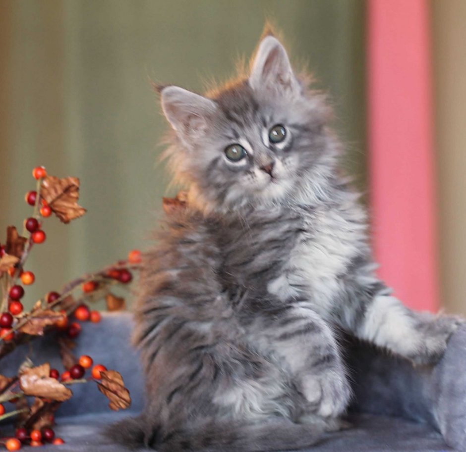 Серый Мейн кун котенок