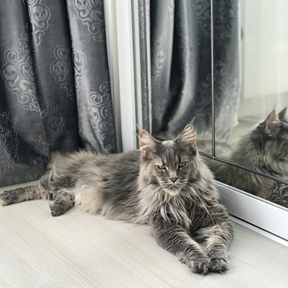 Мейн кун Блэк Солид