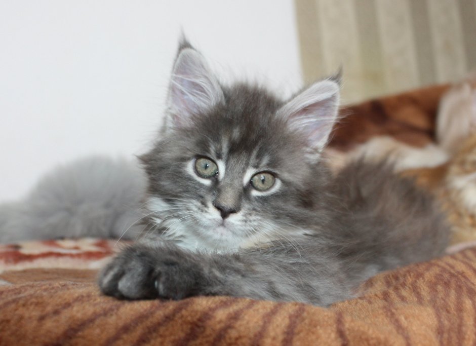 Кот Мейн кун