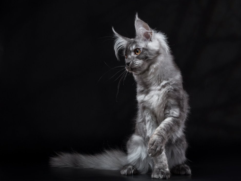 Серый Мейн кун котенок