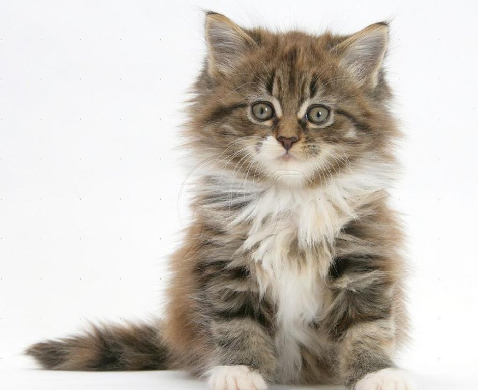 Котята Мейн кун голубые мраморные