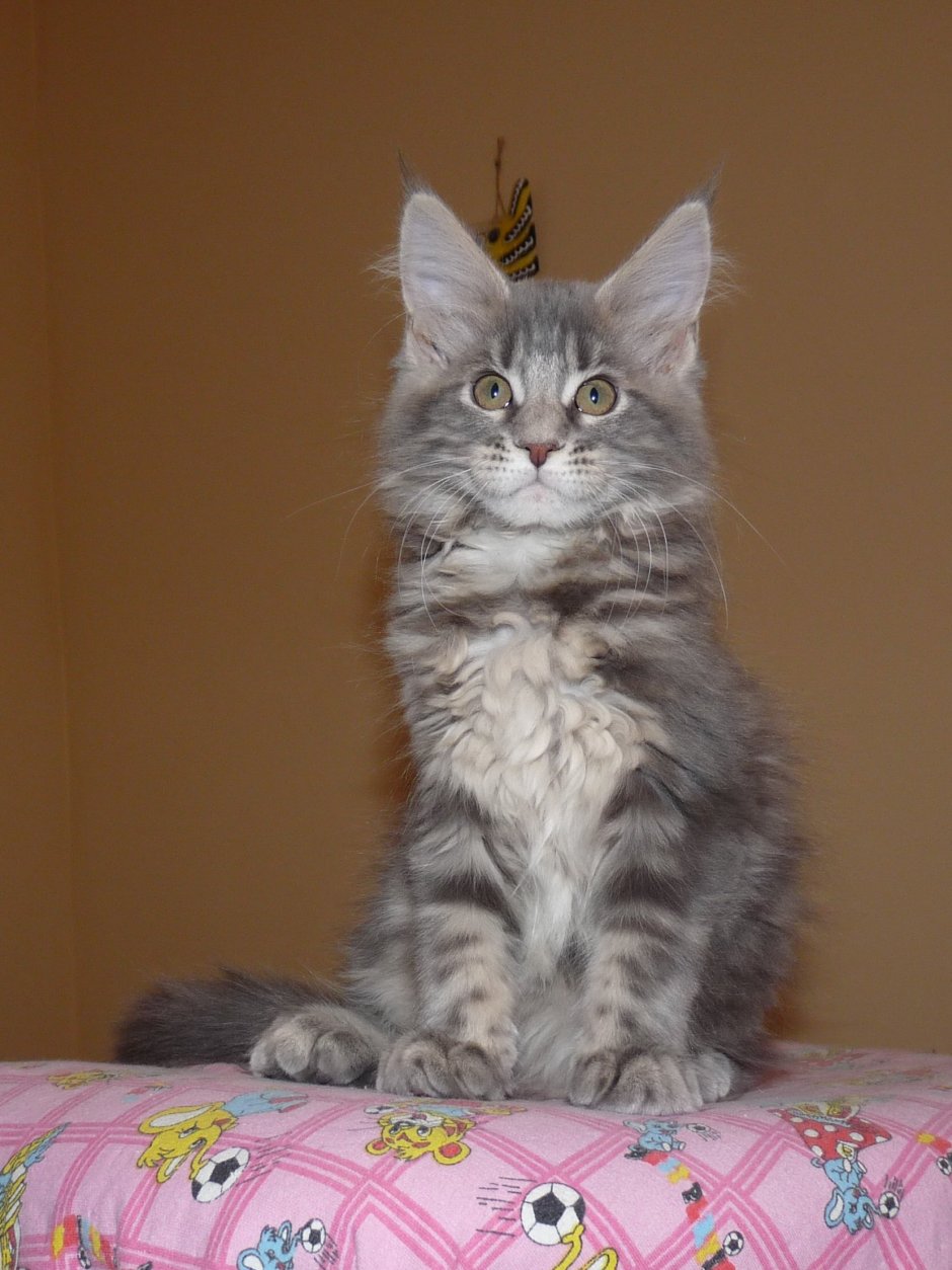 Котята Мейн кун