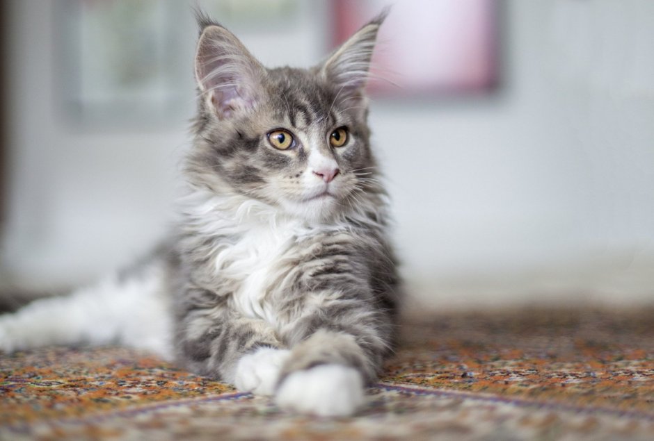 Кот Мейн кун серый