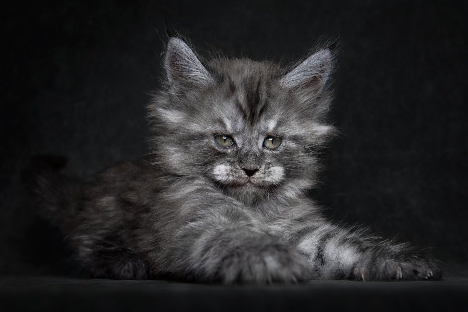 Кот и котенок Мейн куна