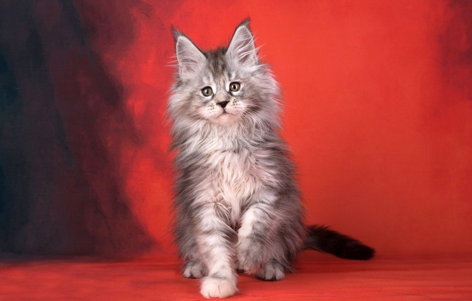 Серый Мейн кун котенок
