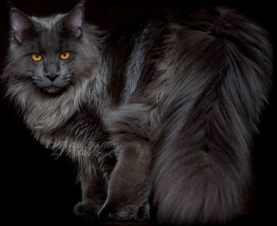 Норвежские Лесные котята серые