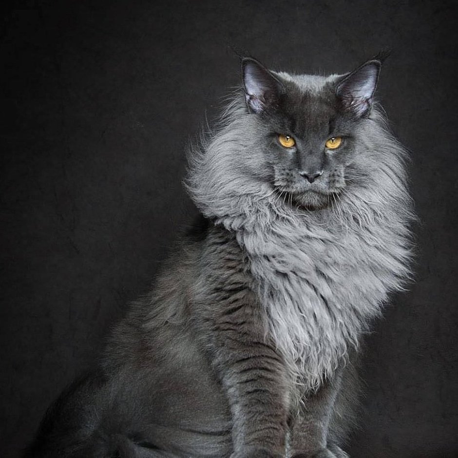 Котята Мейн кун 1 неделя