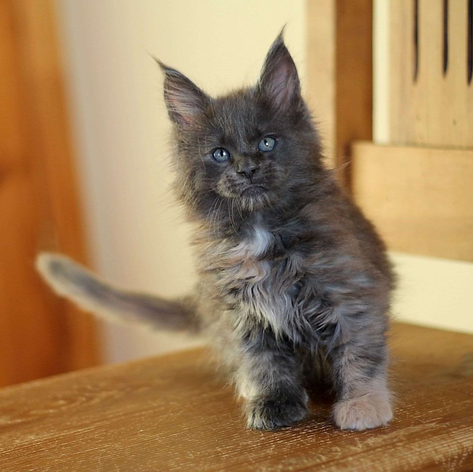 Кот Мейн кун серый