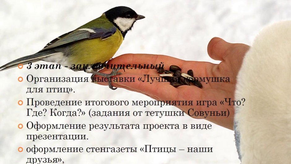 Помоги птицам