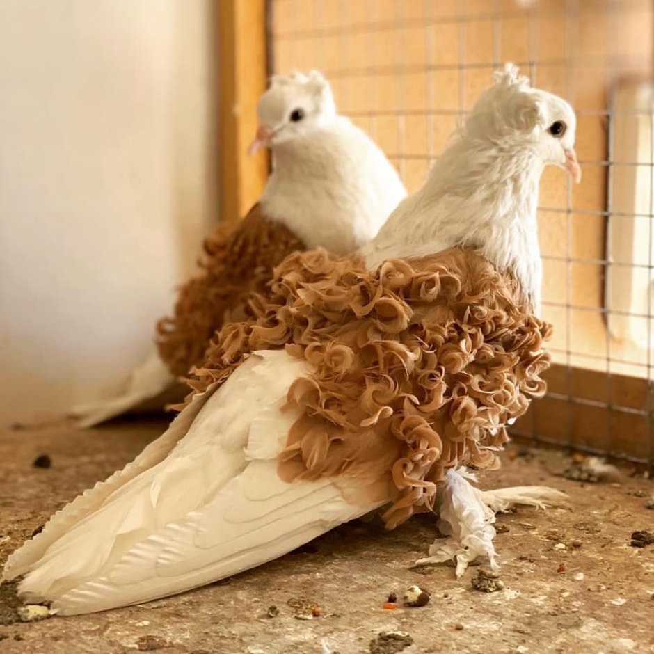 Голуби породы Богемская космоногая