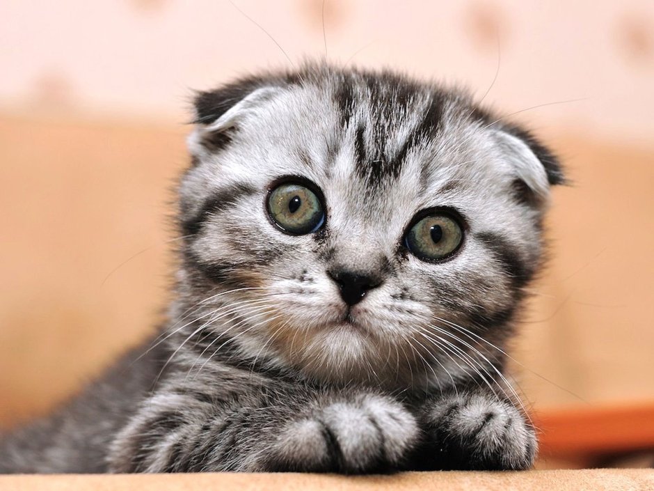 Шотландская вислоухая кошка