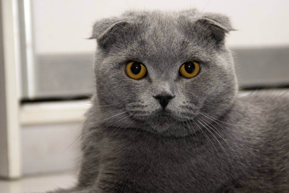 Шотланская Веселуха кошка